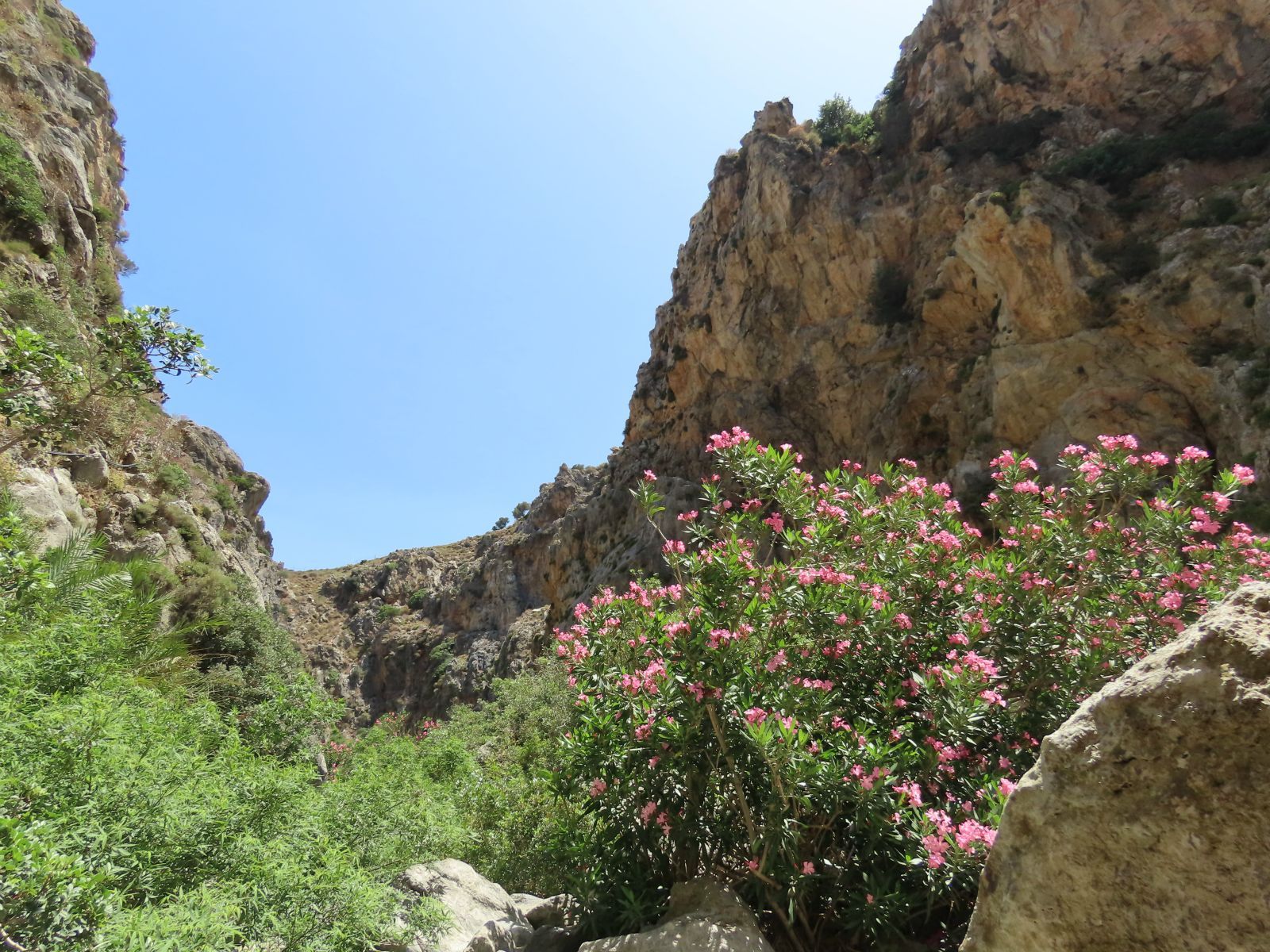 Preveli P�lmaerd�